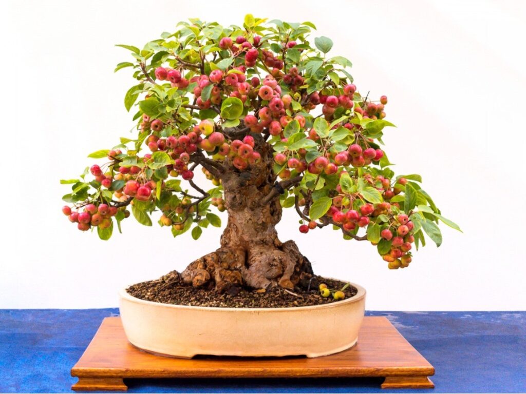 Apple Bonsai