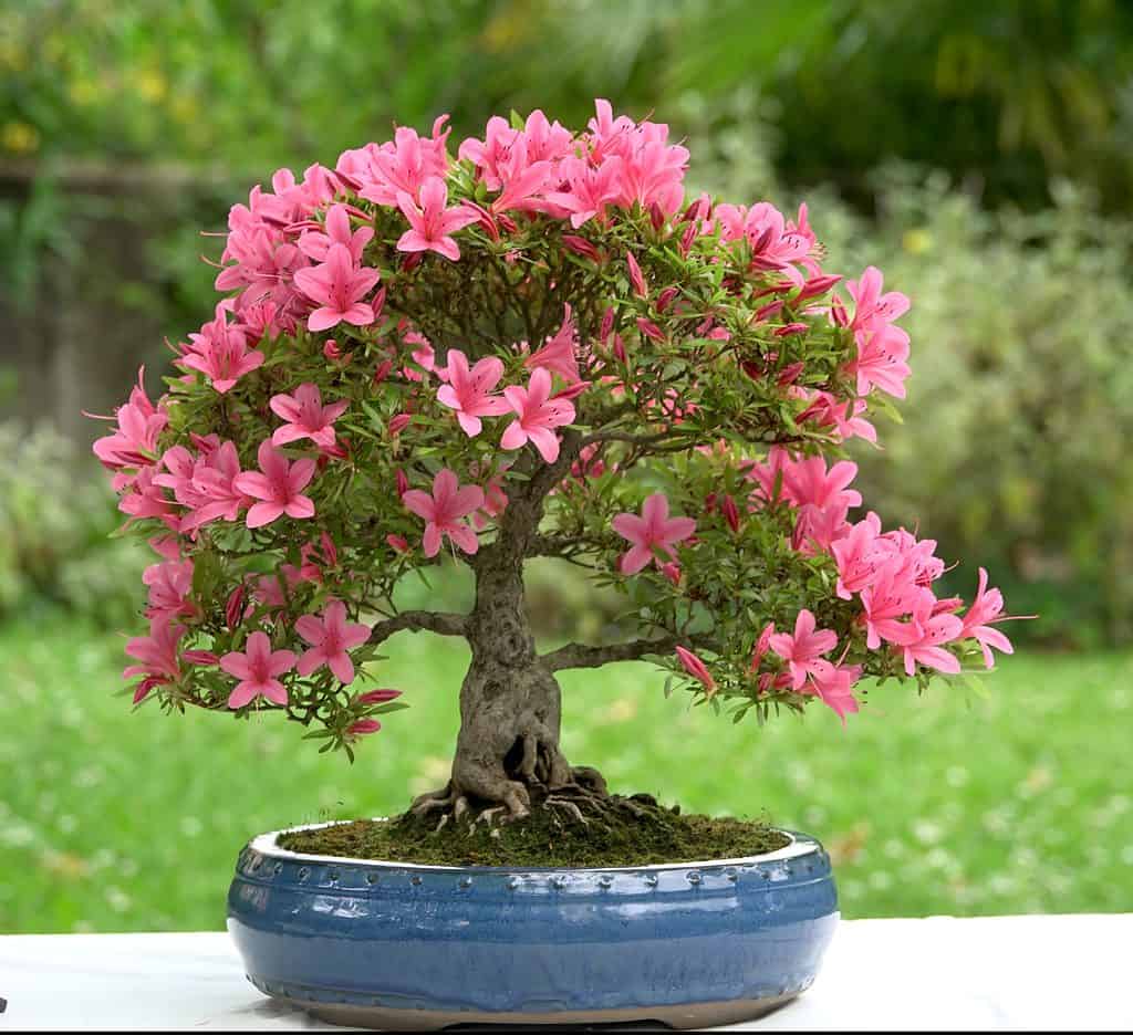 Azalea Bonsai