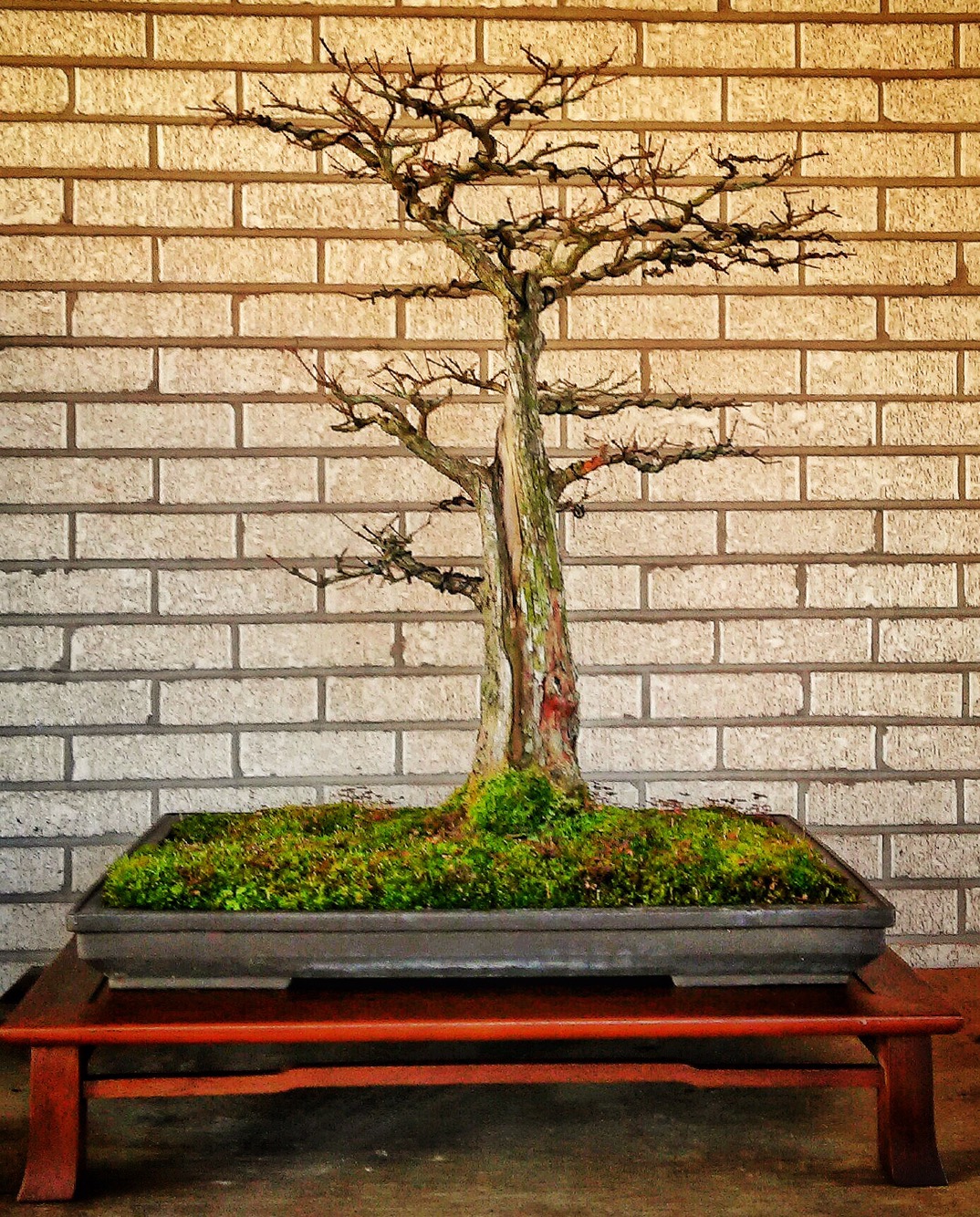 Bald Cypress Bonsai