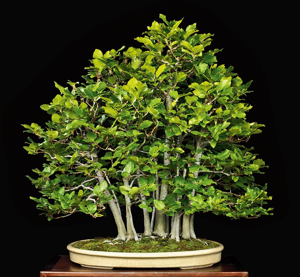 Beech bonsai