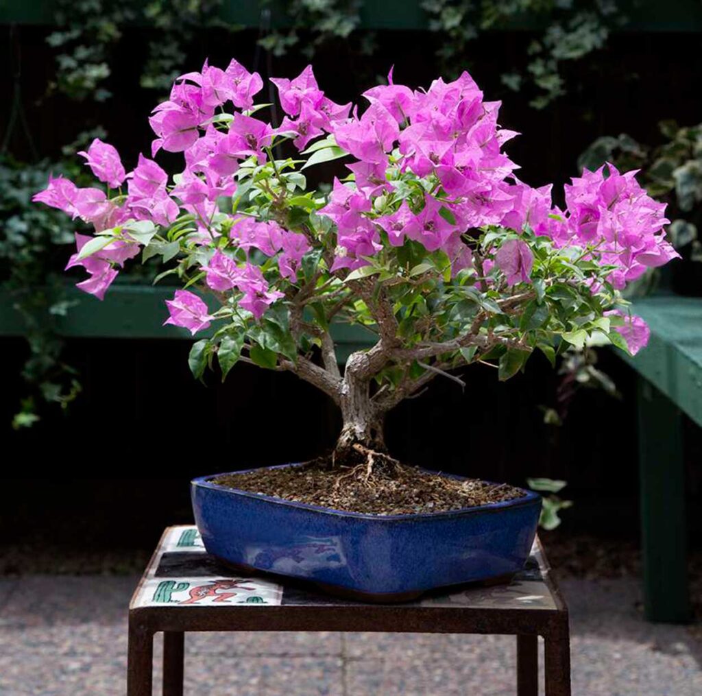 Bougainvillea Bonsai