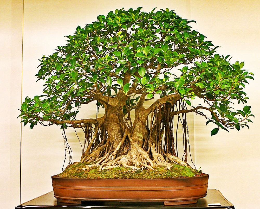 Chinese Banyan bonsai