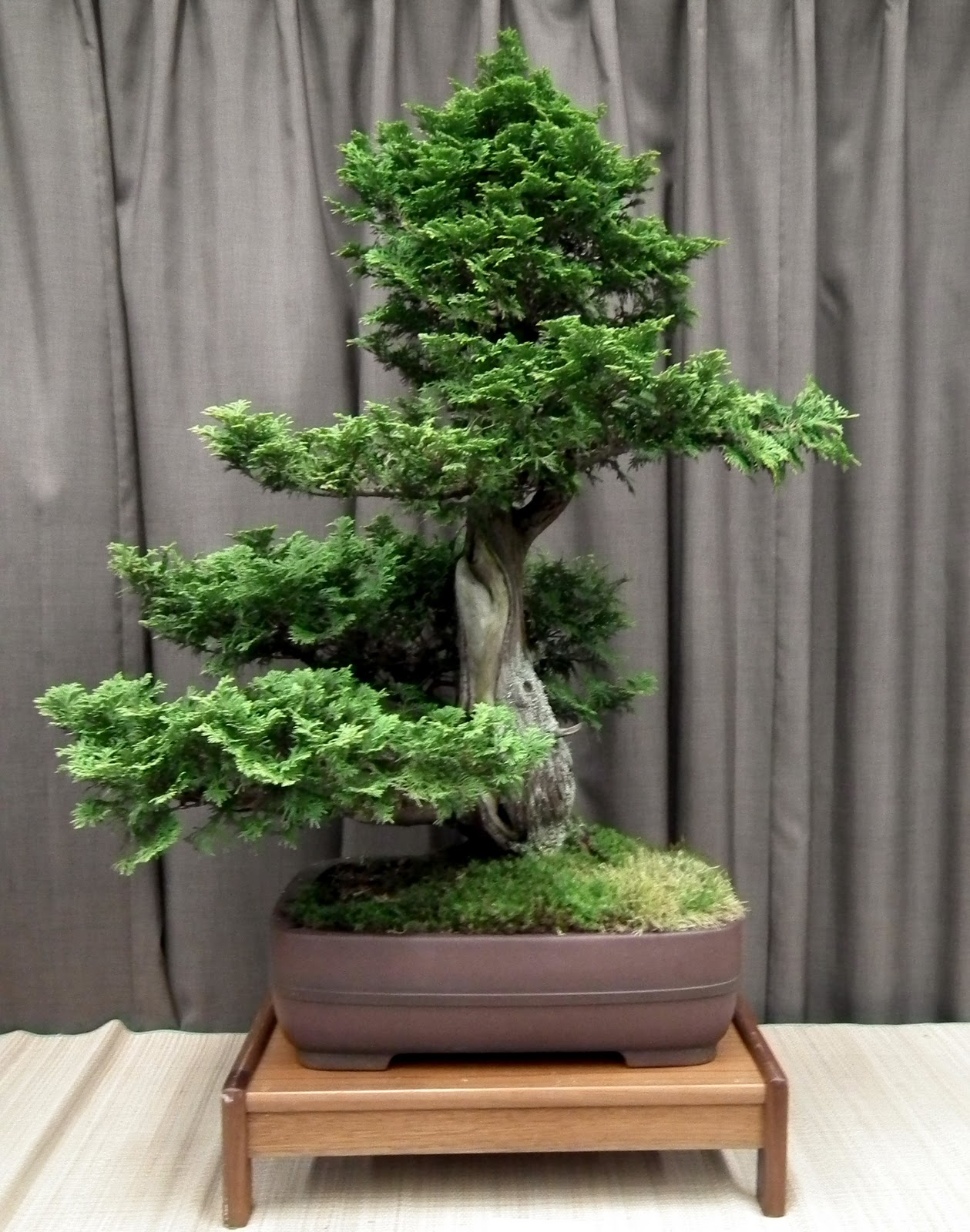 Eastern White Cedar Bonsai