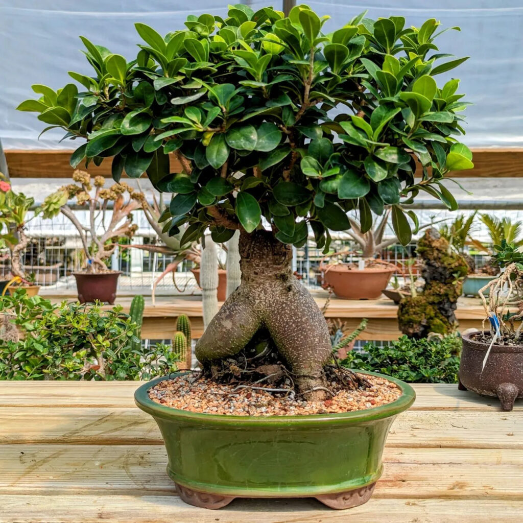 Ficus bonsai