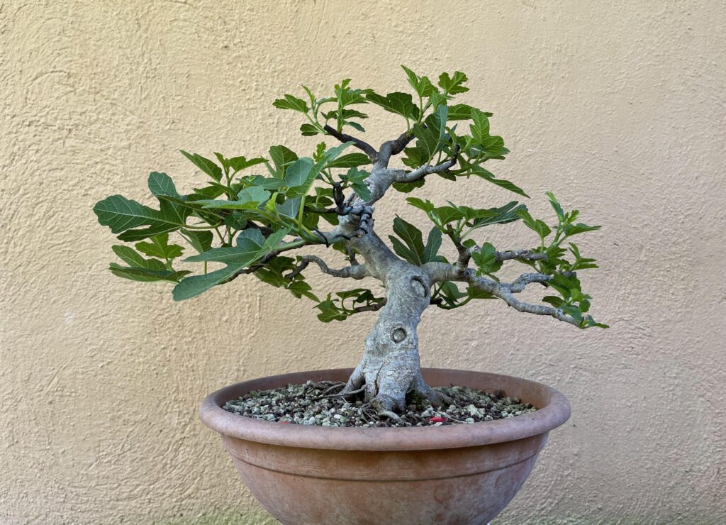 Ficus carica bonsai