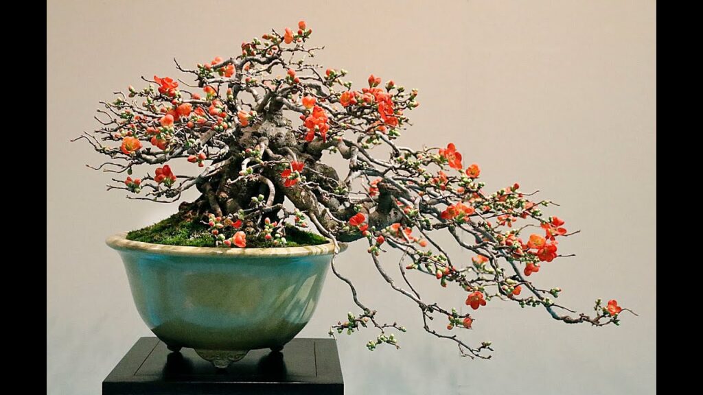 Flowering Quince Bonsai