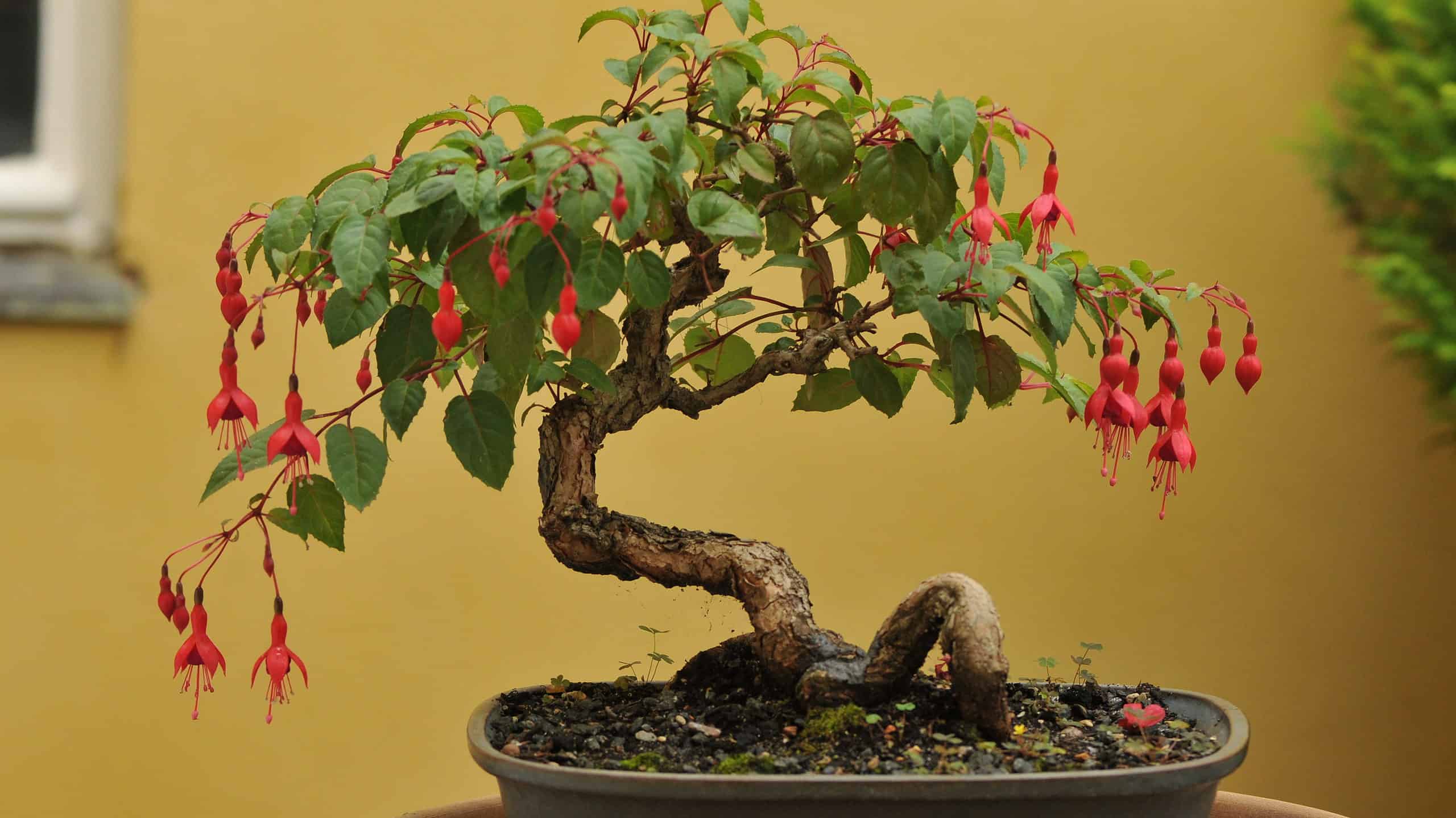 Fuchsia Bonsai