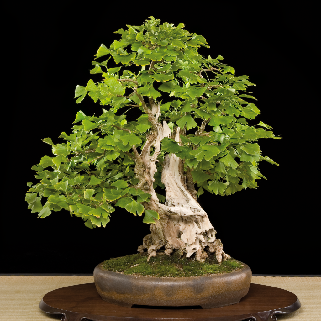 Ginkgo Bonsai