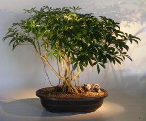 Hawaiian umbrella bonsai