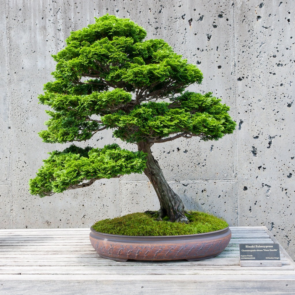 Hinoki Cypress Bonsai