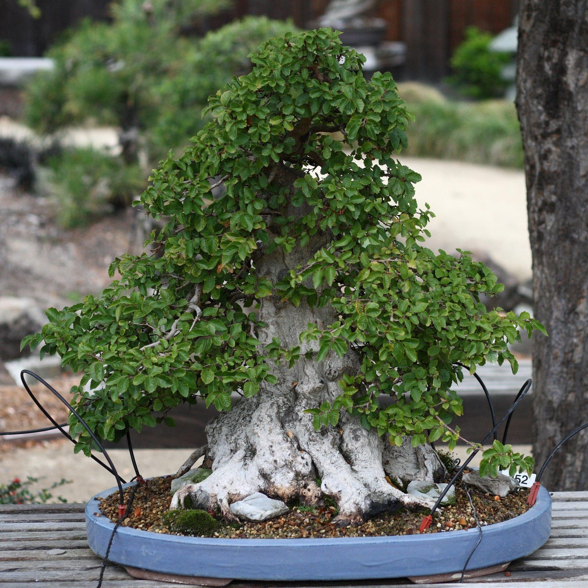 Hornbeam bonsai