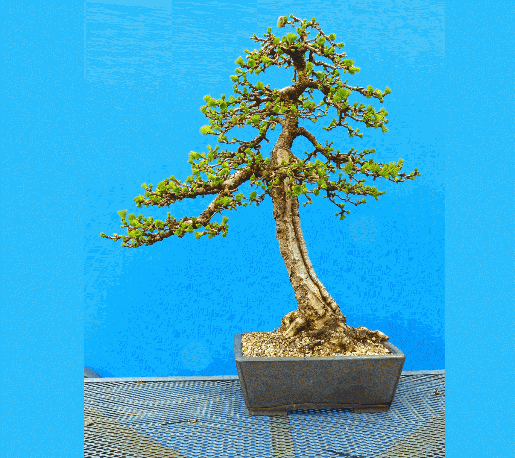 Japanese Larch Bonsai