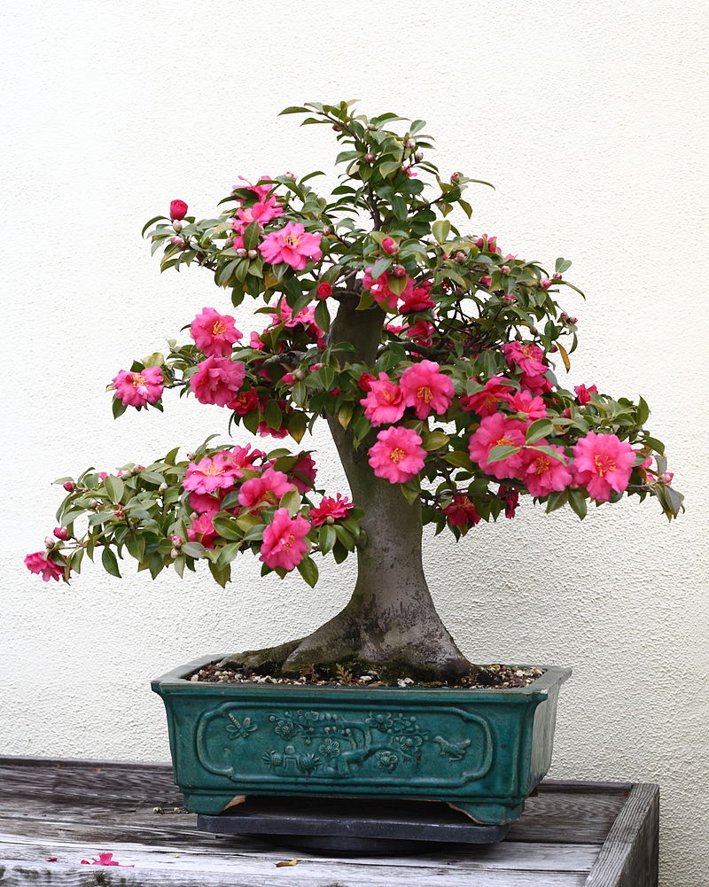 Japanese Camellia bonsai