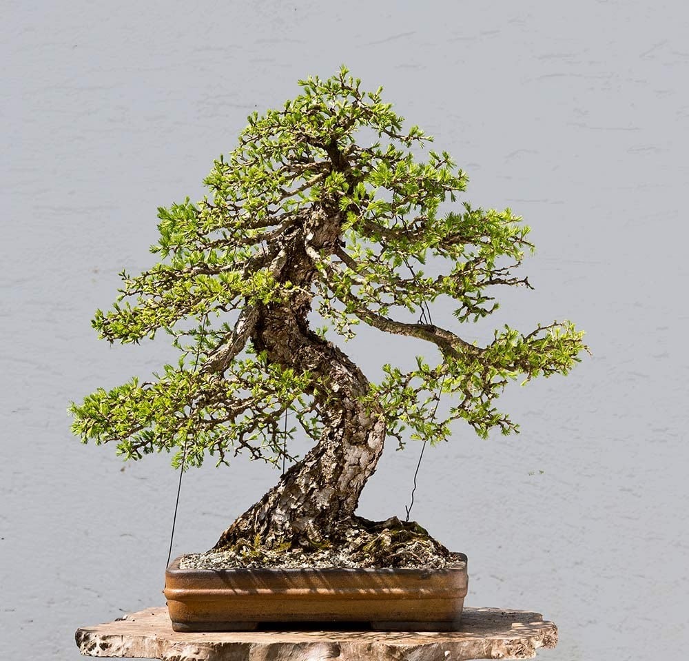 Larch Bonsai