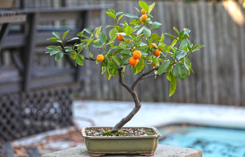 Orange bonsai