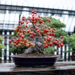 Persimmon bonsai