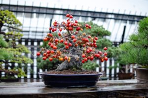 Persimmon bonsai