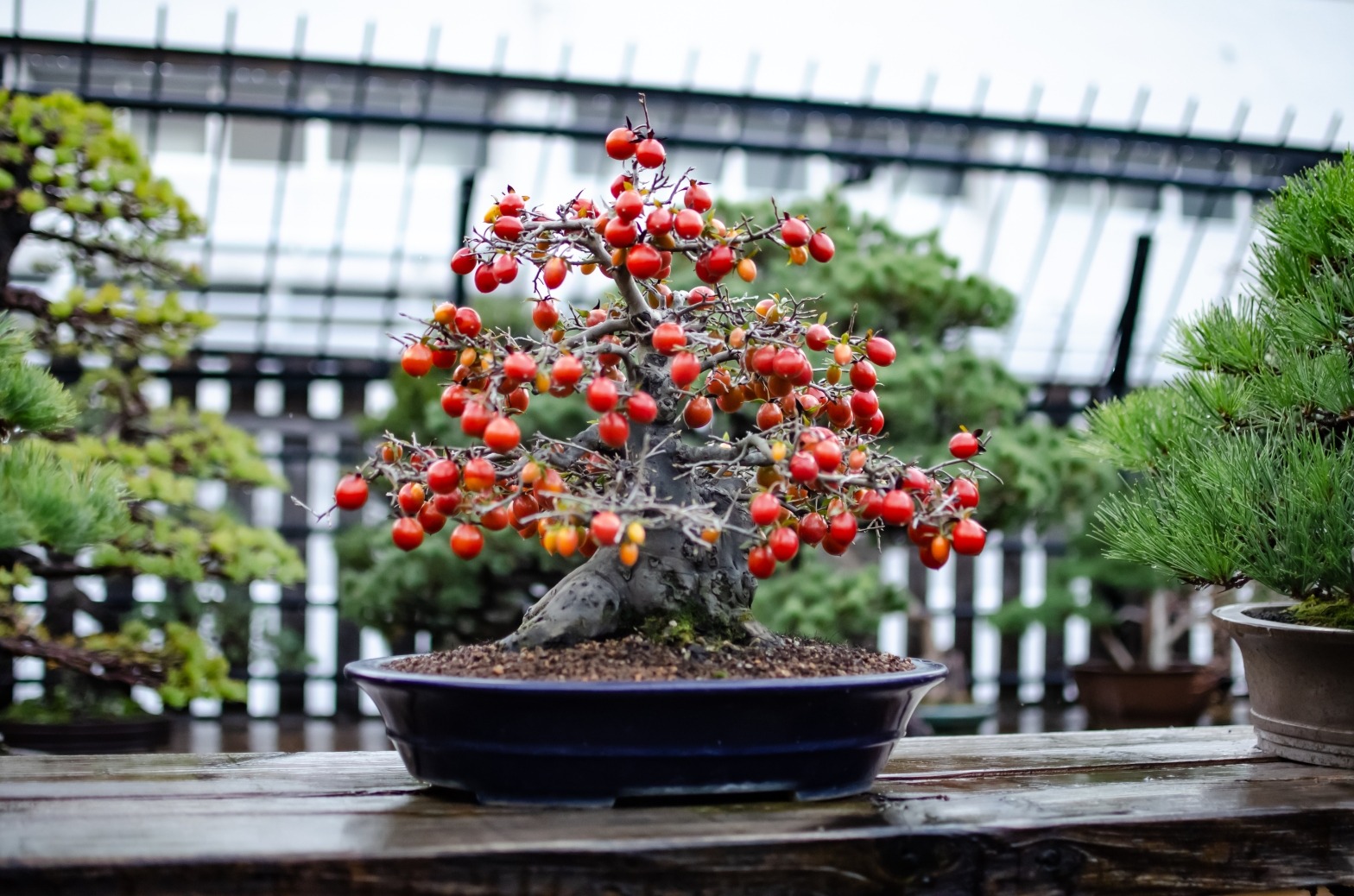 Persimmon bonsai