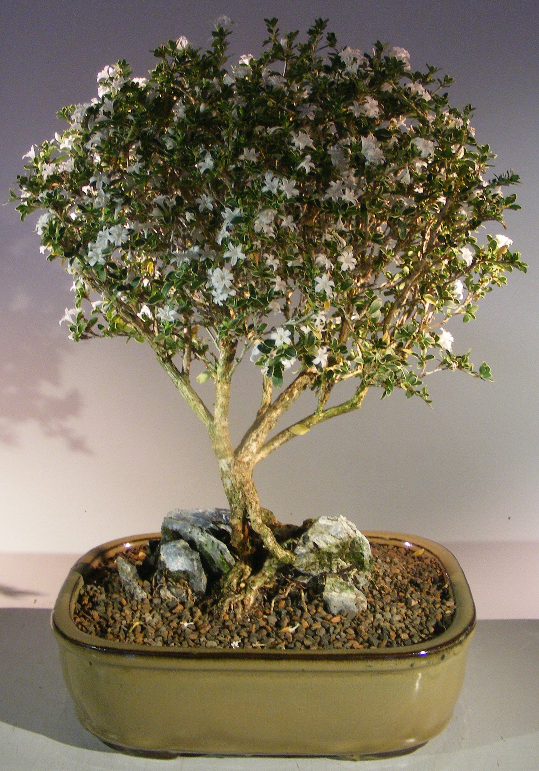 Serissa bonsai