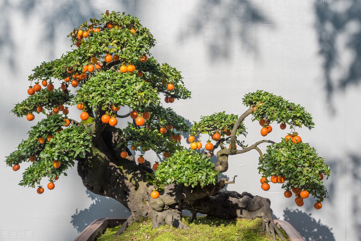 Taking Care of A Citrus Bonsai