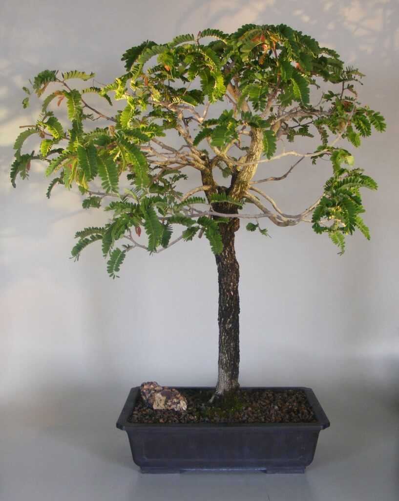 Tamarind Bonsai