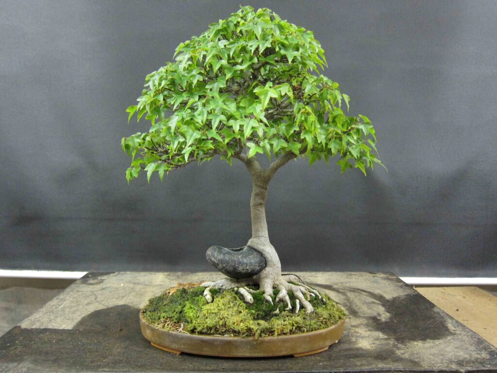 Trident Maple Bonsai