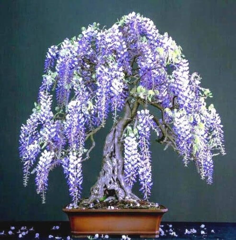 Wisteria Bonsai