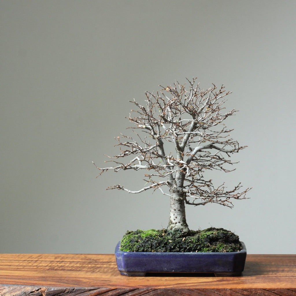 Zelkova bonsai