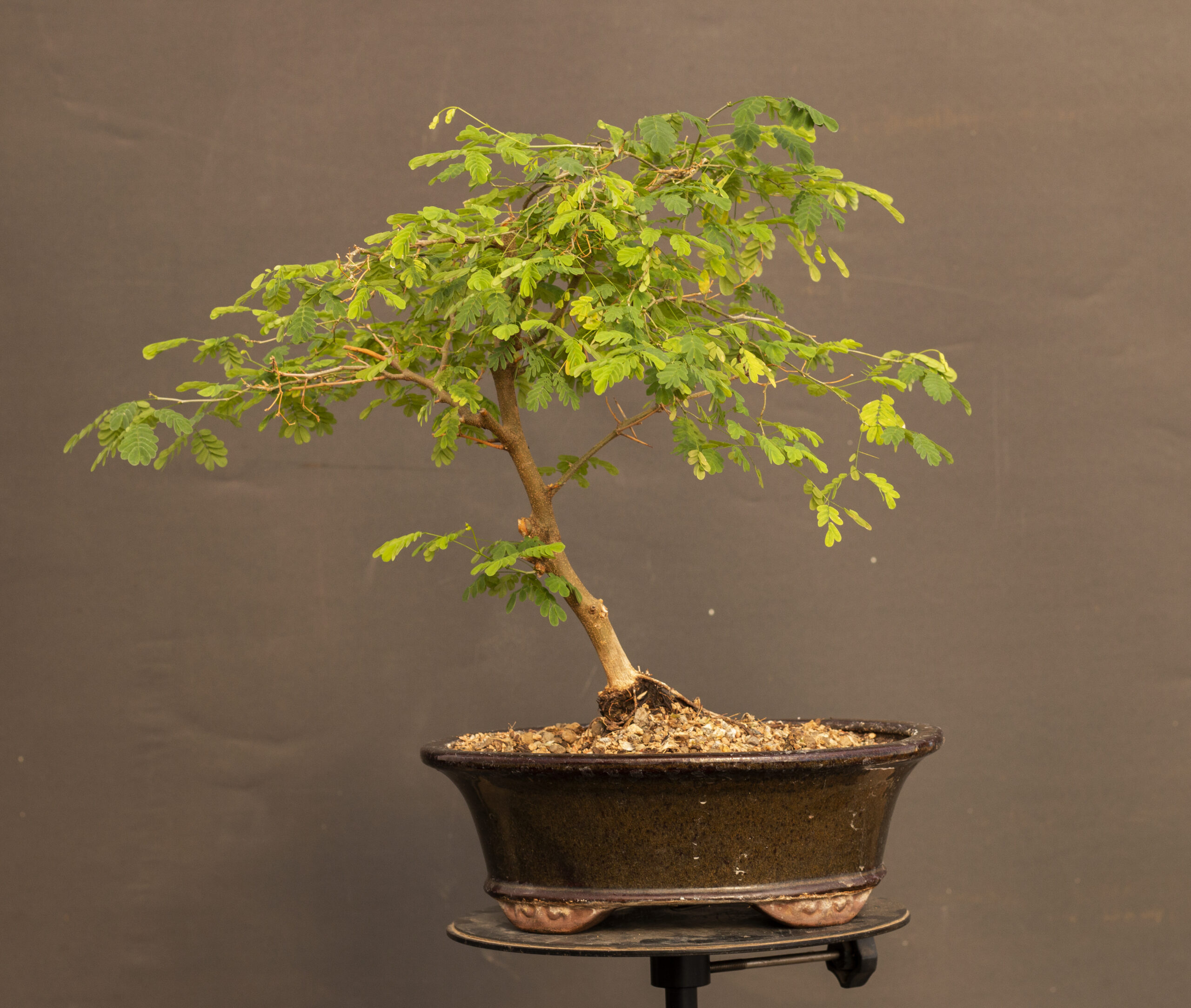 brazilian rain tree bonsai scaled 1