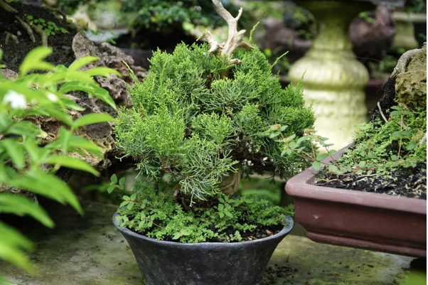 Juniper Bonsai