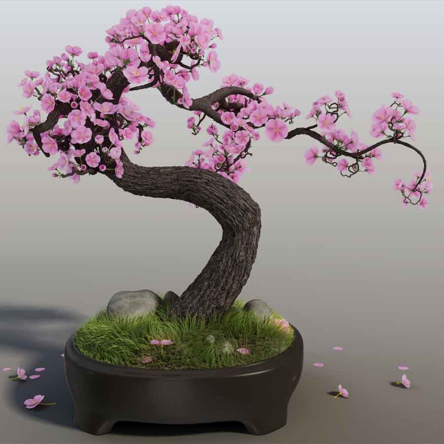 cherry blossom bonsai