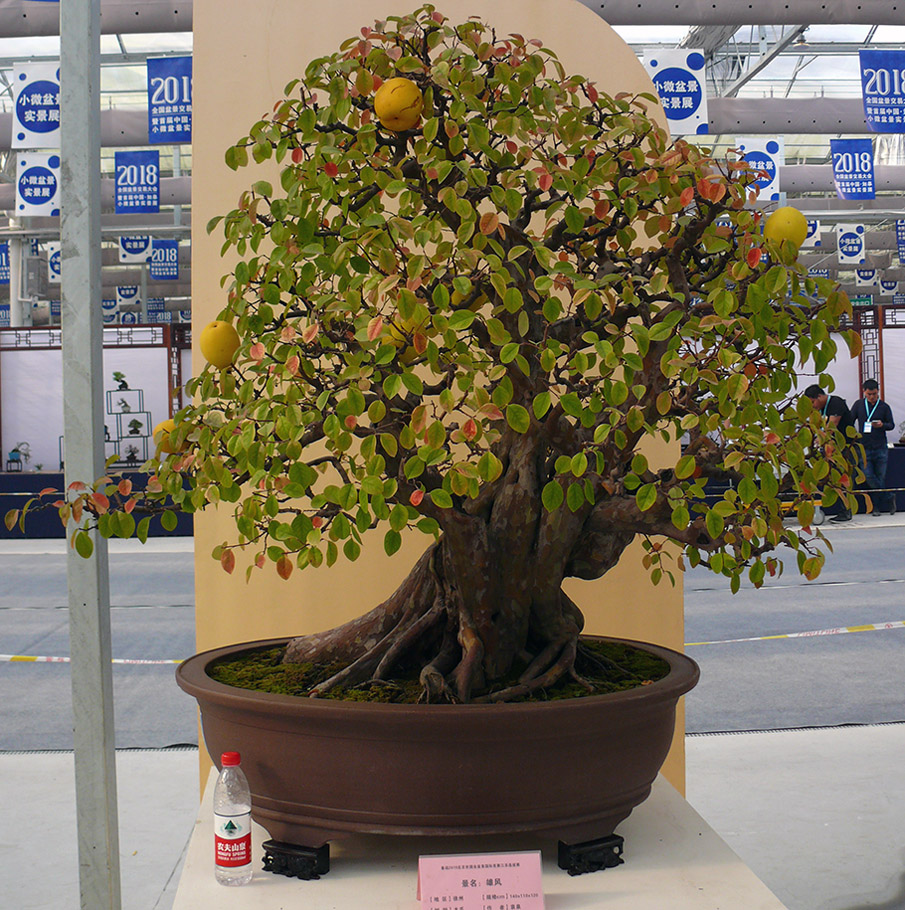 chinese quince bonsai