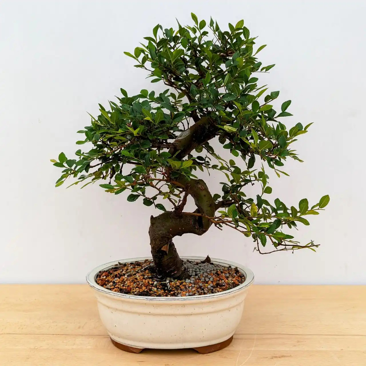 chinese elm bonsai tree