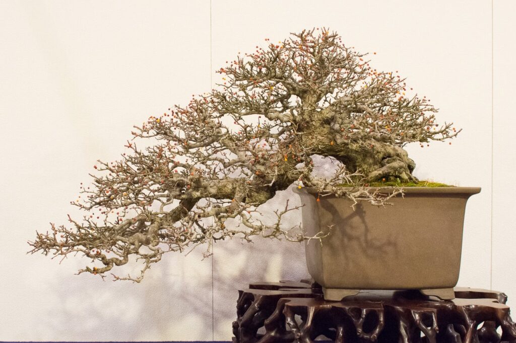 crabapple bonsai