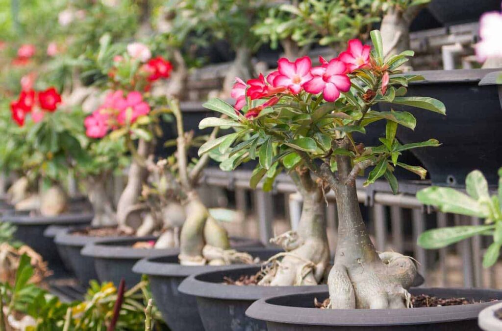 desert rose adenium obesum 2 06302016 1200x793 1