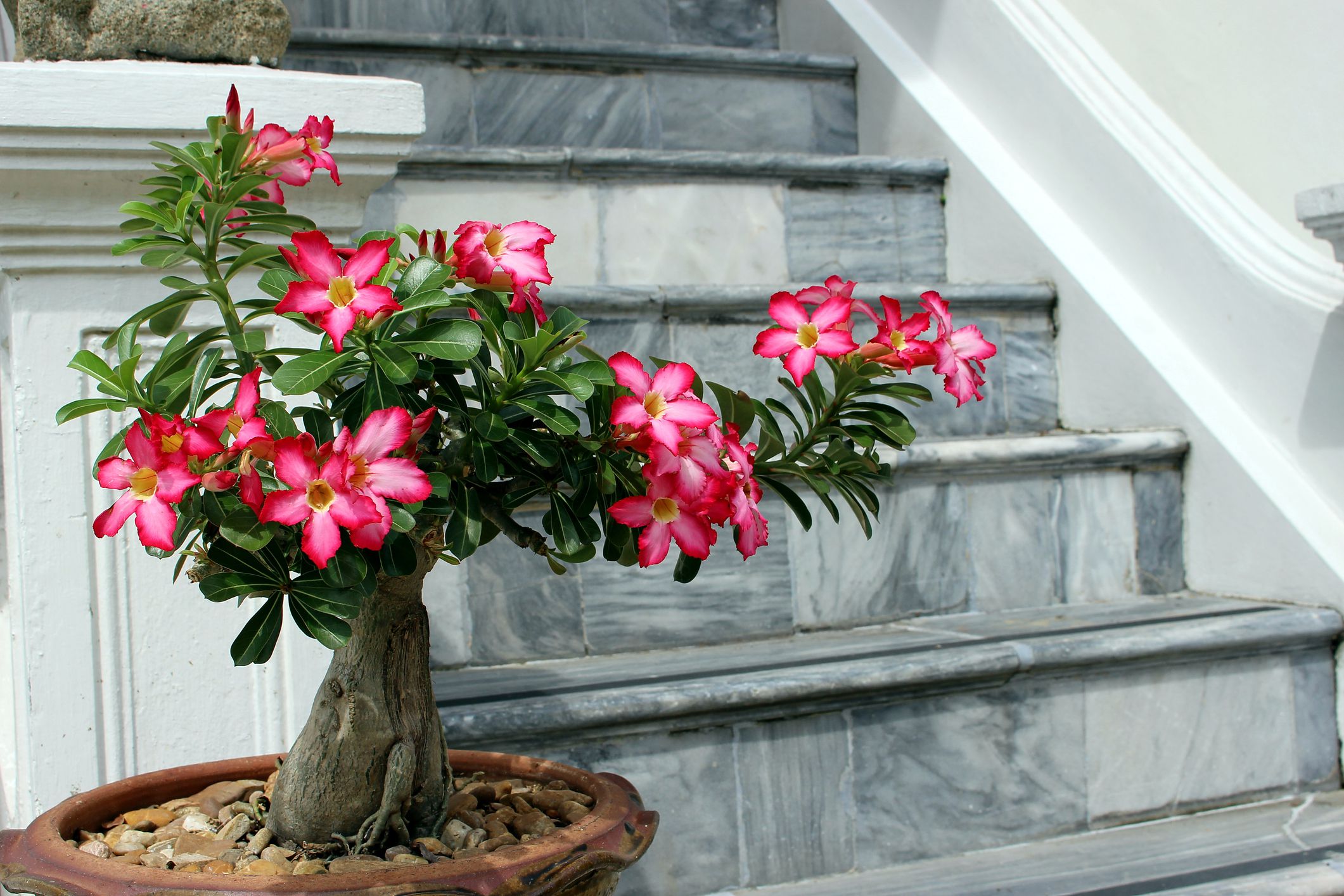 desert rose bonsai care