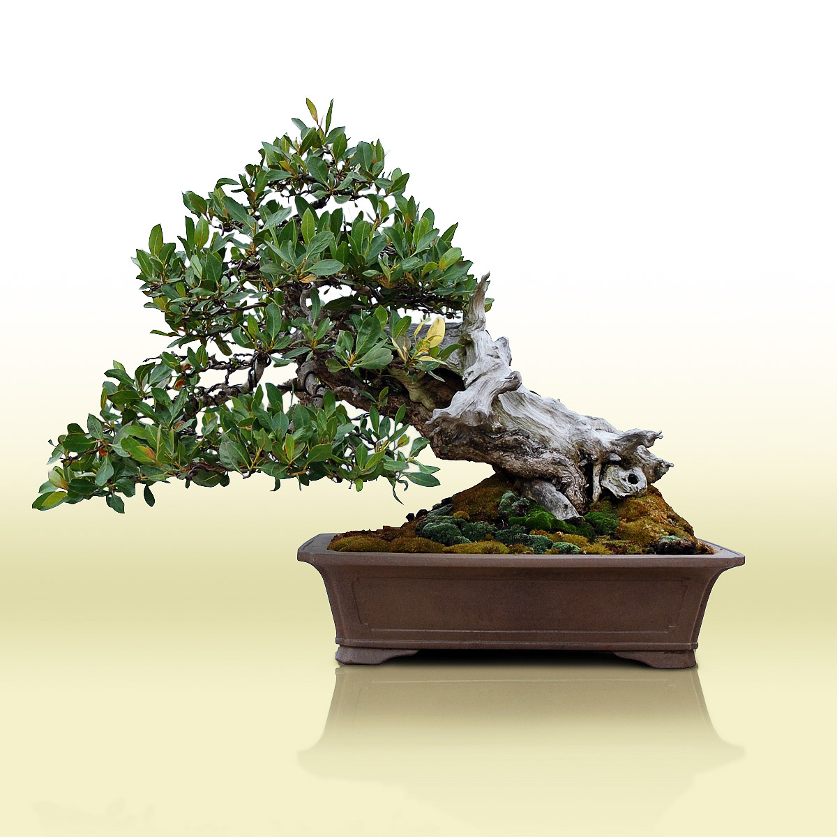 f394d297 buttonwood tropical bonsai buttonwood 9