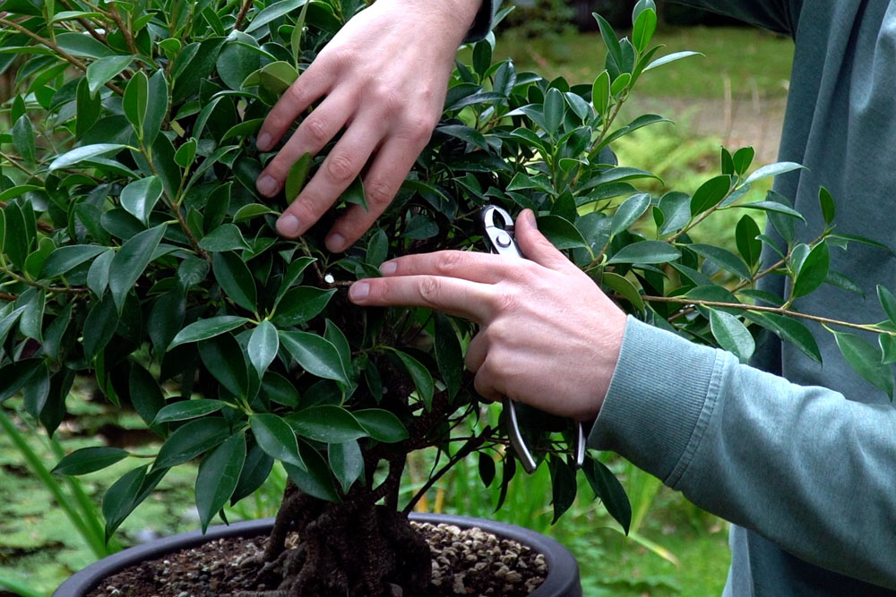 ficus bonsai 3