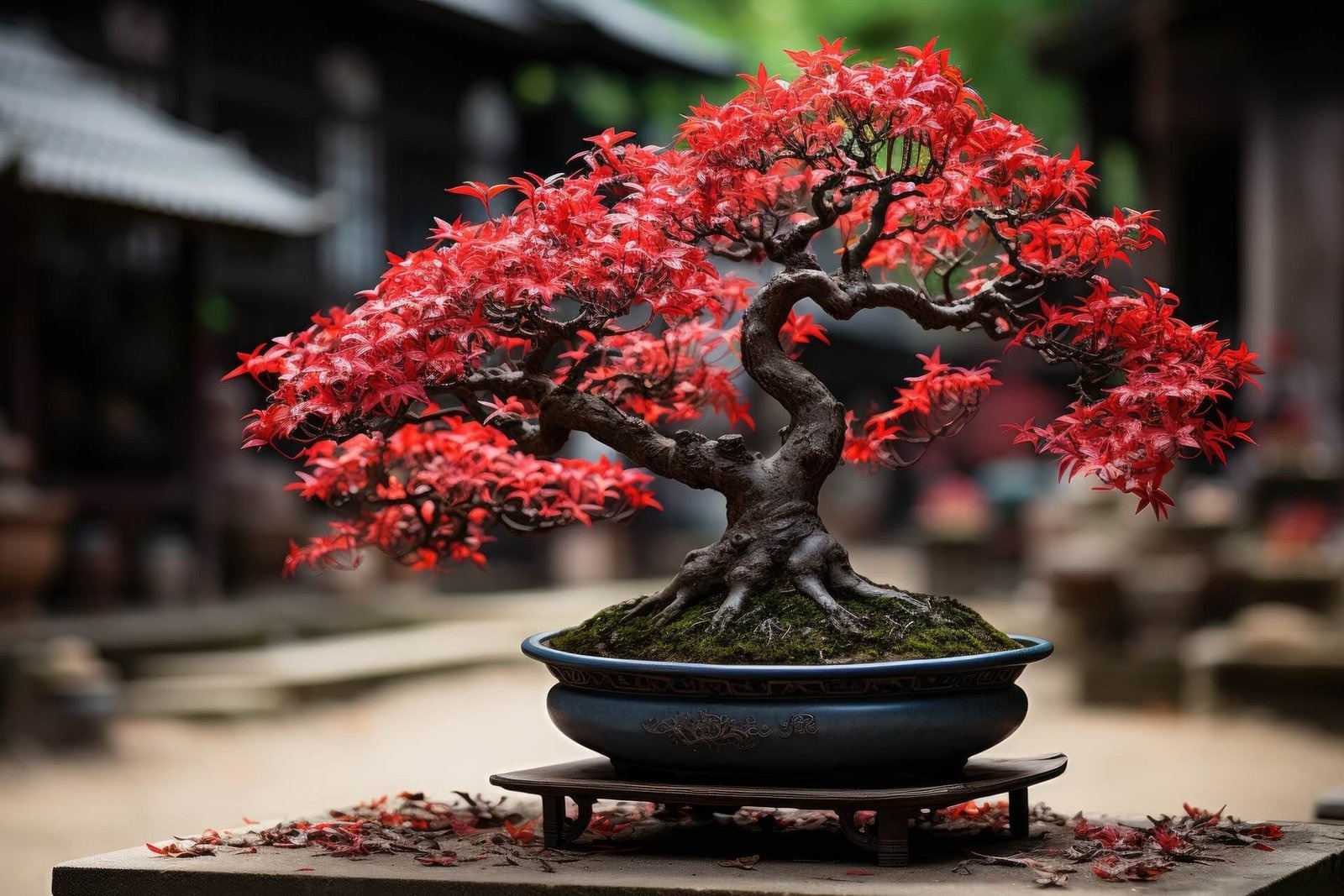 japanese maple bonsai