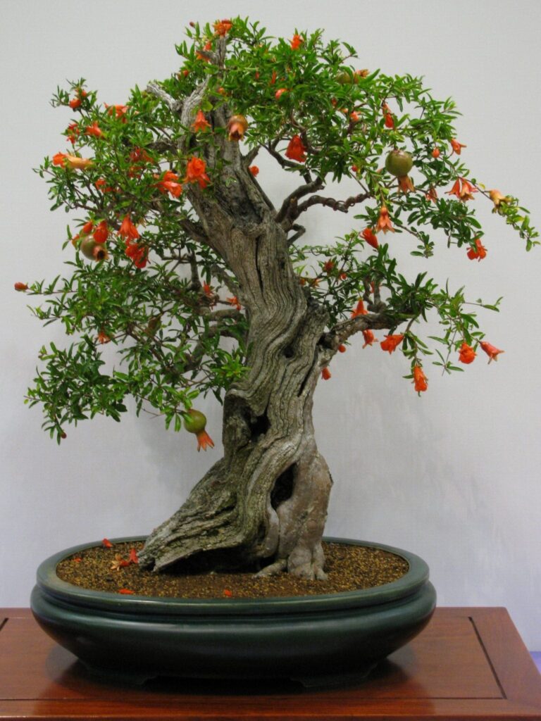 pomegranate bonsai tree