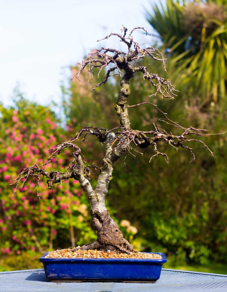 weeping birch bonsai